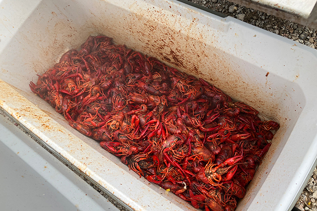 2025 Crawfish Web 2