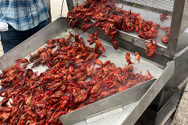2025 Crawfish Web 24
